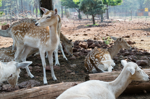 deer standing or laying down at the grand canyon deer farm in williams arizona