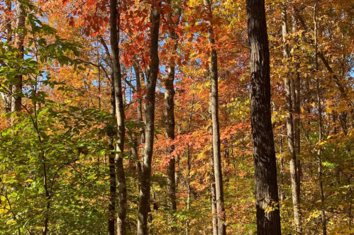 Fall foliage on the Short Springs Loop Trail in Tennessee