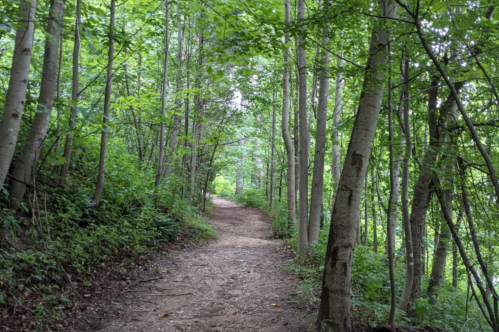 A narrow dirt path winds through a lush green forest with tall trees on either side.
