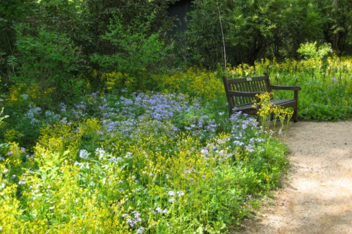 A wooden bench surrounded by vibrant wildflowers and lush greenery along a winding path in a serene garden.