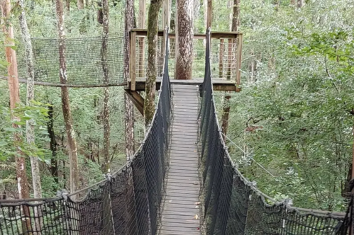 A wooden suspension bridge connects tree platforms in a lush green forest.