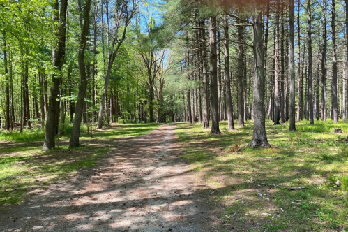 A serene forest path surrounded by tall trees and dappled sunlight filtering through the leaves.