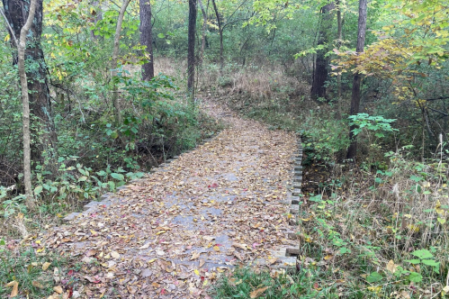 A winding wooden path covered in fallen leaves, surrounded by trees and greenery in a serene forest setting.