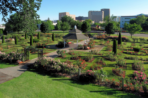 A vibrant rose garden with a gazebo, surrounded by greenery and city buildings in the background under a clear blue sky.