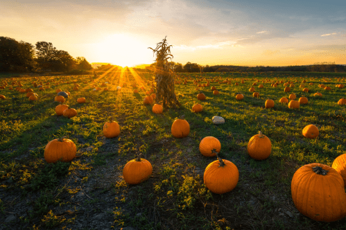 A pumpkin patch at sunset, with scattered pumpkins and a corn stalk silhouetted against the golden sky.