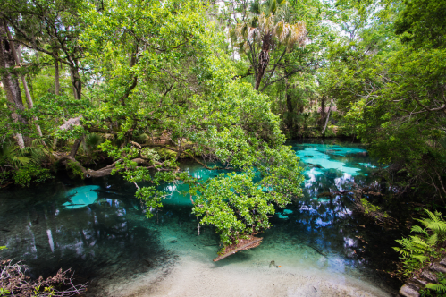 A serene natural scene featuring a clear blue spring surrounded by lush green trees and foliage.