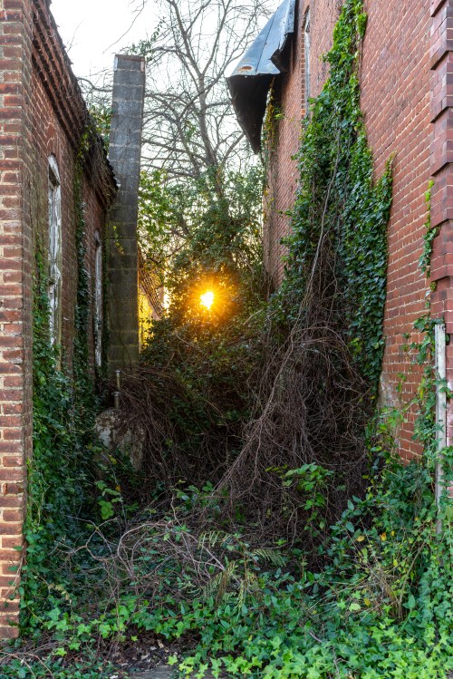 Sunset peeks through overgrown vines and brick walls of abandoned buildings, creating a serene, overgrown scene.