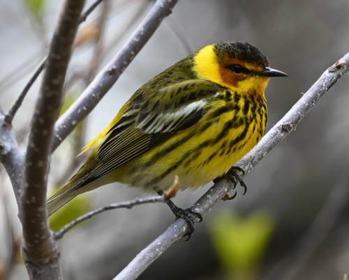 A colorful bird with yellow and black plumage perched on a branch, surrounded by soft greenery.