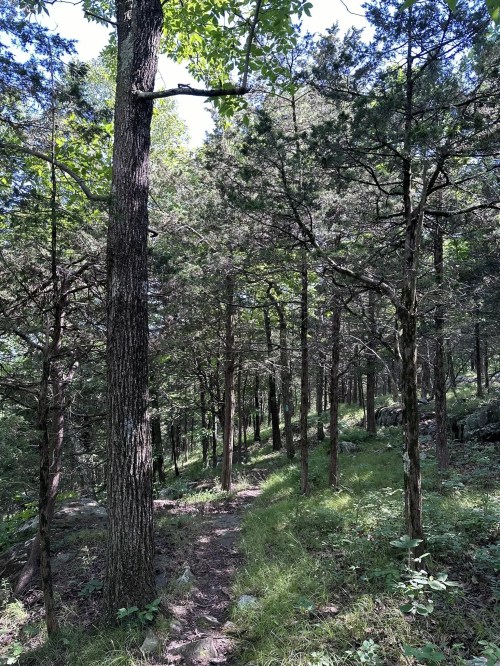 A serene forest path lined with tall trees and lush greenery, dappled sunlight filtering through the leaves.
