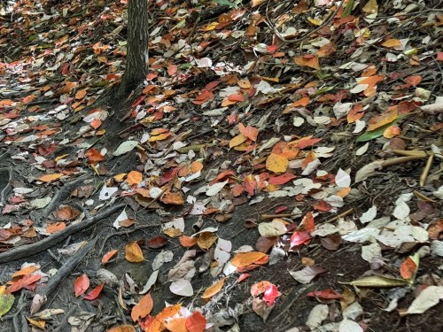 A forest floor covered in colorful autumn leaves, with tree roots visible among the foliage.