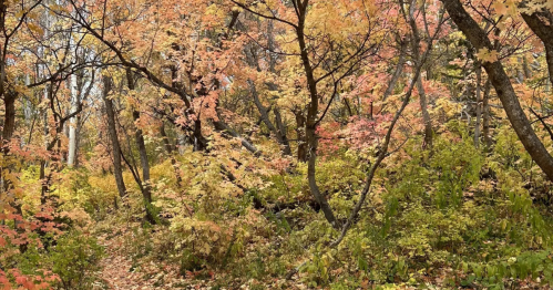 A forest trail is surrounded by vibrant fall foliage.