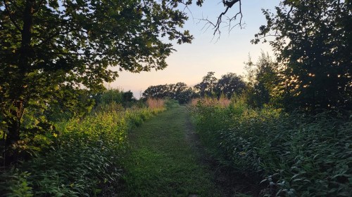 A serene path through tall grass and trees, leading into a sunset-lit landscape.