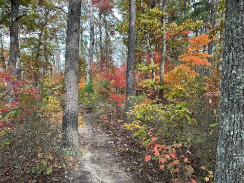 A winding trail through a forest with vibrant autumn foliage in shades of red, orange, and yellow.
