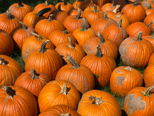 A field of bright orange pumpkins with varying sizes and textures, scattered across green grass.