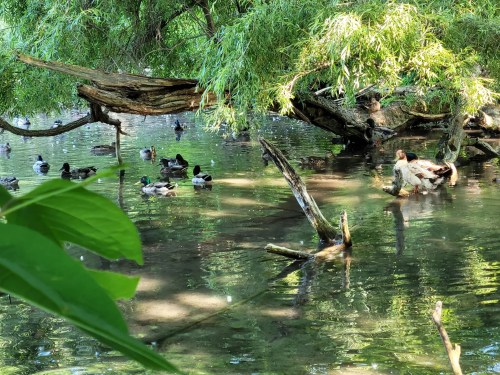 A serene pond scene with ducks swimming among trees and reflections on the water's surface.