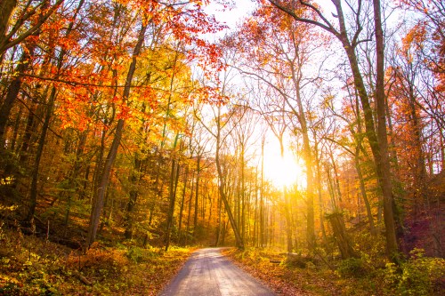 A winding road through a vibrant autumn forest, with sunlight filtering through colorful leaves.