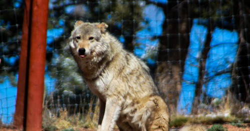 A wolf sits in a natural setting, surrounded by trees and a fence, with a clear blue sky in the background.
