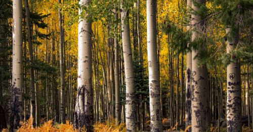 A serene forest scene with tall aspen trees surrounded by vibrant yellow foliage and patches of green.