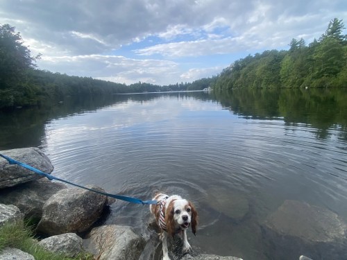 A dog wades in a calm lake surrounded by trees and rocks under a cloudy sky.