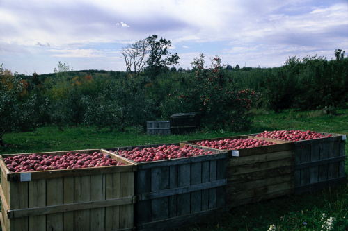 Three wooden crates filled with red potatoes, set against a backdrop of green grass and trees under a cloudy sky.