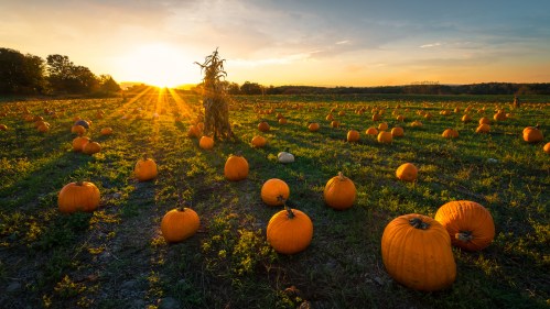 A pumpkin patch at sunset, with numerous pumpkins scattered across a field and a silhouette of a dried corn stalk.
