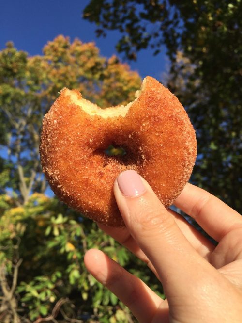 A hand holds a partially eaten, cinnamon-sugar donut against a backdrop of colorful autumn trees.