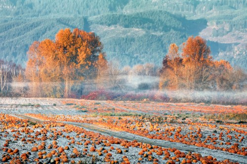 A pumpkin field in autumn, with orange pumpkins scattered across frosty ground and colorful trees in the background.