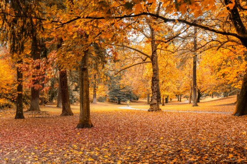 A serene park scene with vibrant autumn leaves covering the ground and trees, creating a warm, golden atmosphere.
