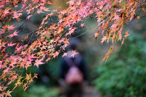 A person walks along a path surrounded by vibrant autumn leaves in shades of red and orange.