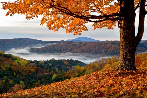A scenic view of autumn foliage with a tree in the foreground, overlooking misty valleys and distant mountains.