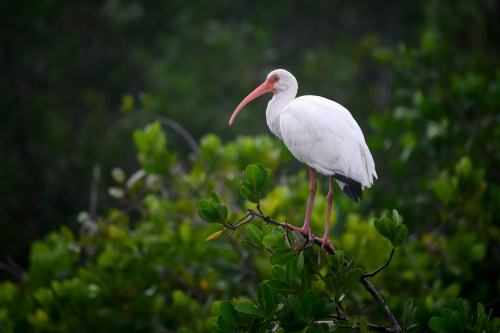 A white bird with a long pink beak stands on a branch surrounded by green foliage.