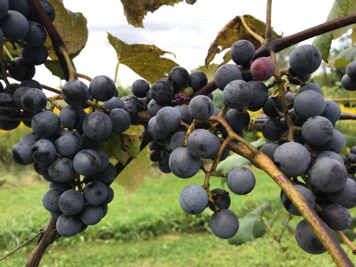 Ripe and sweet purple concord grape clusters growing in an Ohio winery.