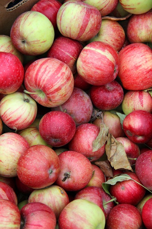 A close-up of a variety of red and green apples piled together, with some leaves scattered among them.