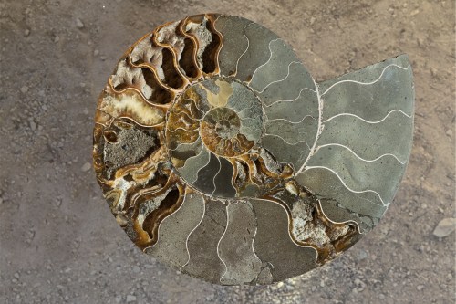 A fossilized ammonite found in Washington is embedded in a rock.