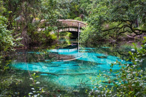 A serene landscape featuring a turquoise pond reflecting a wooden bridge, surrounded by lush greenery.