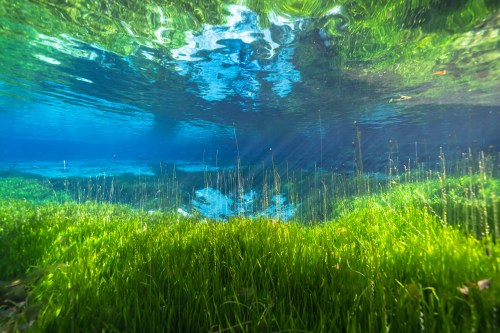 Underwater view of lush green grass-like plants with sunlight filtering through clear blue water.