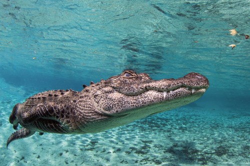 A close-up of a crocodile swimming underwater in clear blue water, with sunlight filtering through the surface.