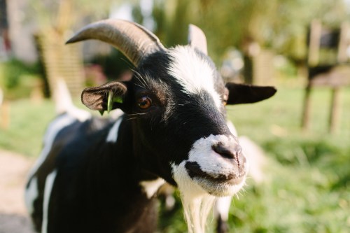 Black and white male goat on a farm looking into the camera, close-up.