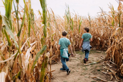 Two children walking through a corn maze, surrounded by tall, dried corn stalks on a cloudy day.