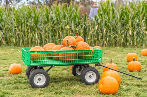 A green wagon filled with pumpkins sits on grass, surrounded by more pumpkins and a cornfield in the background.
