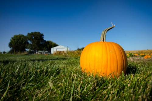 A bright orange pumpkin sits on green grass, with a clear blue sky and a barn in the background.