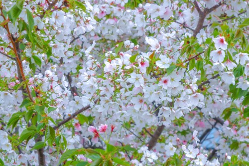 A close-up of cherry blossom branches filled with delicate white flowers and green leaves.
