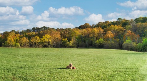 A dog sits in a green field with a ball, surrounded by colorful autumn trees under a blue sky with clouds.