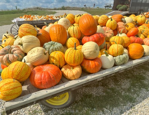 A wooden cart filled with a variety of colorful pumpkins in shades of orange, white, and green, set outdoors.