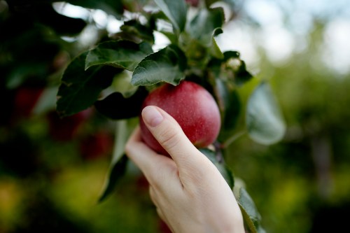 A hand reaching for a ripe red apple on a tree branch surrounded by green leaves.