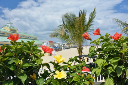 Vibrant flowers in the foreground with a sandy beach and palm trees in the background under a partly cloudy sky.