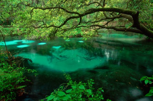 A serene, green landscape featuring a calm, turquoise pond surrounded by lush foliage and overhanging branches.