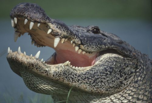 Close-up of a crocodile's head with open mouth, showcasing sharp teeth and textured skin against a blurred background.