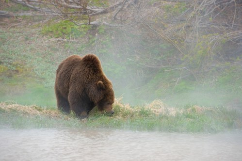 A brown bear forages near a misty riverbank, surrounded by lush greenery and soft fog.