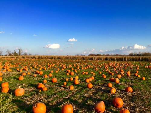 A vast pumpkin patch filled with bright orange pumpkins under a clear blue sky and scattered clouds.
